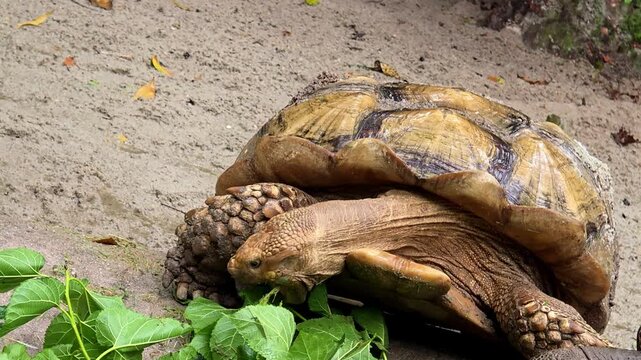 Close-up footage of a tortoise eating fresh green leaves on the ground. Natural wildlife behavior captured outdoors, showing detailed shell texture and slow movement of a herbivorous reptile.
