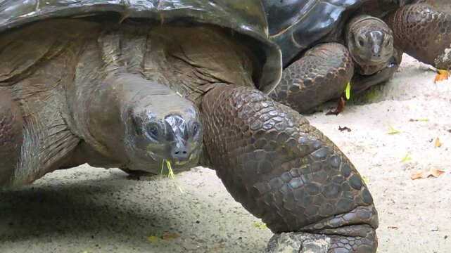 Close-up footage of a tortoise eating fresh green leaves on the ground. Natural wildlife behavior captured outdoors, showing detailed shell texture and slow movement of a herbivorous reptile.
