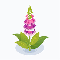 Purple foxglove flower with green leaves © Tahu