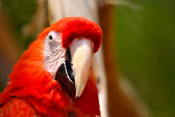 Obraz premium Portrait of a scarlet macaw with a cheerful expression on a blurred green background