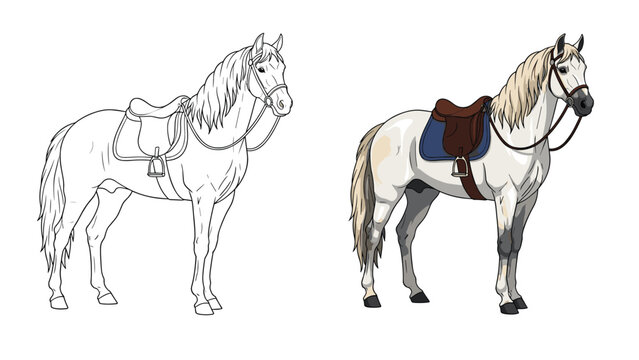 Side by side comparison of a horse line drawing and a fully colored illustration with saddle and bridle.