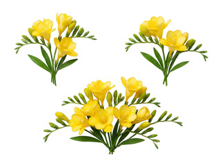 Yellow freesia flowers on black background