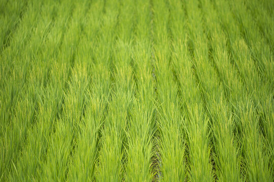 夏の終わりに実り始めた稲穂