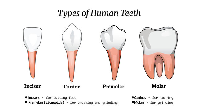 Types of teeth with a brief explanation, incisors, canines, premolars, molars