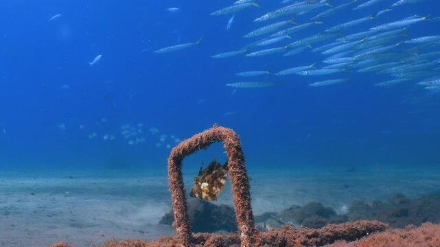 Green filefish in foreground with school of barracudas swimming in blue water with crystal clear conditions