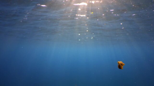 Marine parasite leech moving on camera lens right side to bottom with suckers