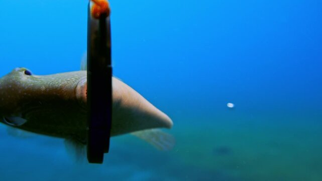 Grey triggerfish biting the underwater camera lens cover in a territorial display