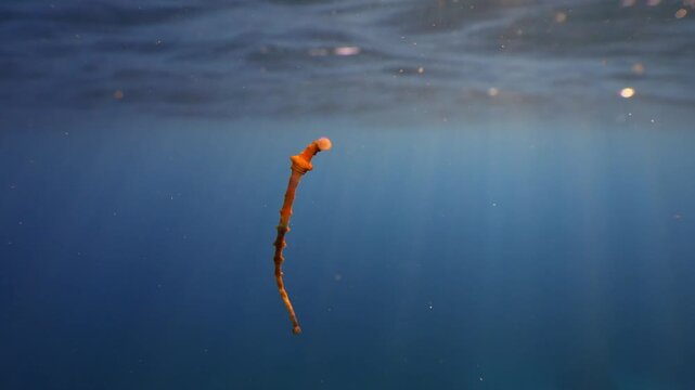 Marine parasite leech on camera lens underwater with sun rays and ocean surface background