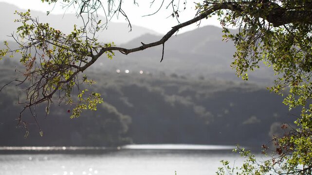 Peaceful lake view with branches, serene mood at Cachuma Lake, California