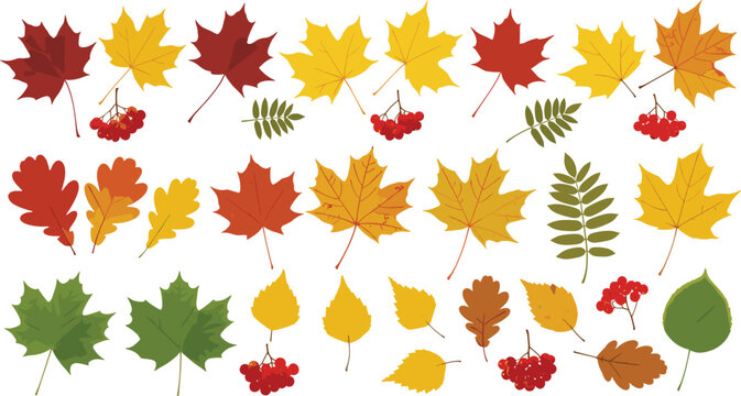 Autumn leaves vector set with maple, oak and rowan foliage, colorful fall nature collection isolated on white background illustration