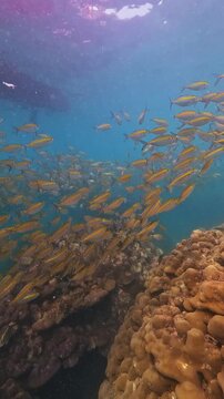 Many yellow Carangidae Selar boops fish swim together in a large school. They gracefully glide over a beautiful, healthy coral reef, exploring the colorful underwater environment.