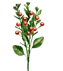 Fototapeta premium Watercolor red berry branch botanical illustration isolated on white