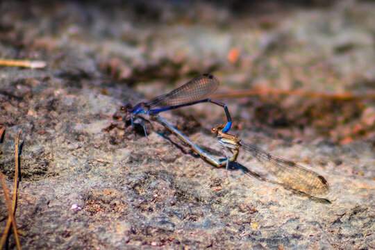 Dragonflies forming a heart, during copulation of the common blue dragonfly (or blue damselfly) Enallagma cyathigerum or Argia lacrimans