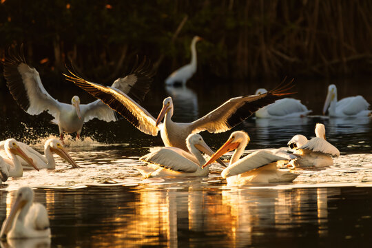 American White Pelican (Pelecanus erythrorhynchos) Spreading Wings at Sunset, Everglades National Park