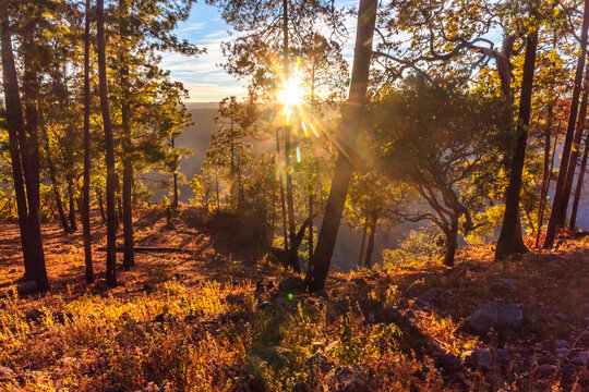 Meadow in a forest during the golden hour next to a canyon in Mexiquillo, Durango