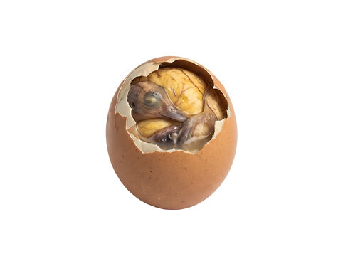 Balut Fertilized Duck Egg Embryo Isolated On Plain White Background