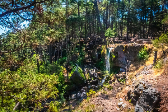 Beautiful spring in a green forest, landscape of the Mexiquillo forest, Durango, in the Sierra Madre Occidental
