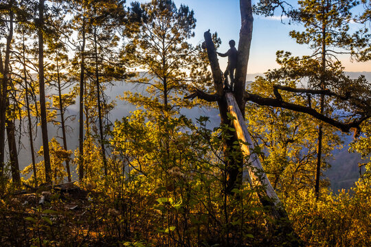 Man in a forest, perched on a log and leaning against a tree, in Mexiquillo, Durango