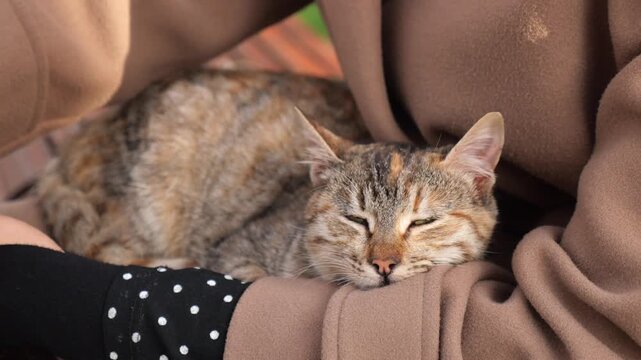 Cute tabby cat sleeping peacefully in arms of person wearing brown coat in daylight footage.
