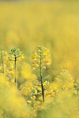 Obraz premium 早朝の菜の花
