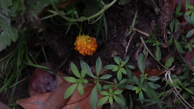 A video showcasing a small orange flower growing in a lush forest environment with green leaves and brown soil