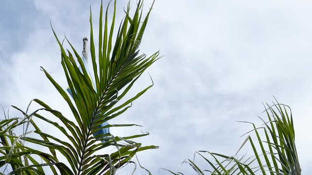 National Flag of Palau Waving Behind Tropical Palm Tree Leaves