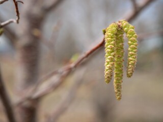 Naklejka premium Ostrya virginiana catkins in early spring, Eastern hophornbeam macro close-up, Colorado USA