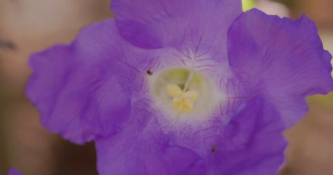 Small carpenter bee exits a Strobilanthes flower and flies as ants wander the purple bloom. Karvi