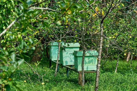 Langstroth beehives nestled among vibrant organic orchard trees, showcasing biodiversity and eco-farming principles, symbolizing the harmony of nature and sustainable agriculture practices