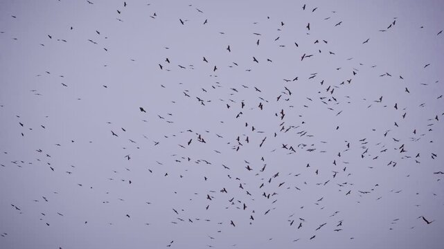 Eagles Flying in Open Sky Low Angle Minimal Wildlife Freedom Concept
