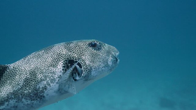 Captivating close up shot of a Starry Pufferfish floating in the clear blue tropical ocean revealing its intricate spotted pattern as its semi-transparent fins gently sway in the water