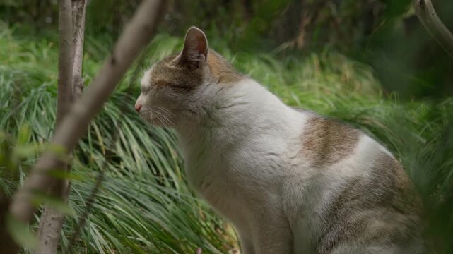 A white and tabby cat strats grooming itself