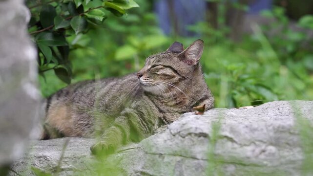 Chubby Tabby Cat Enjoying the bright daylight