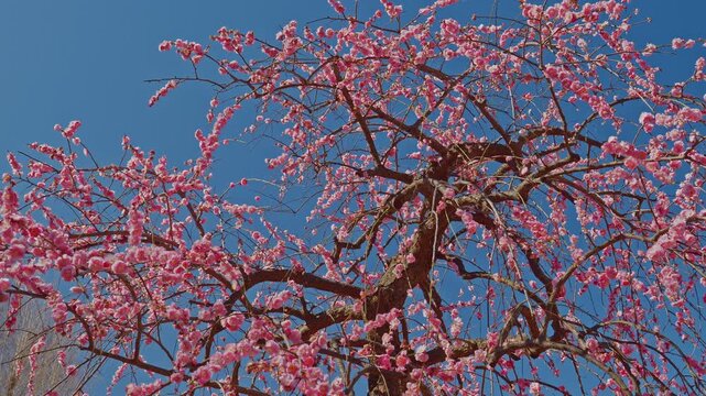 A dynamic close-up shot of weeping pink plum tree branches filled with delicate blossoms, visibly caught in a dynamic gust of wind that causes them to twist and sway dynamically against a clear, deep