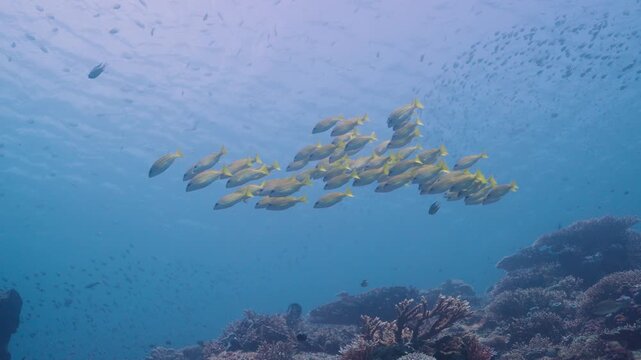 A colourful marine life shot of blue-striped snappers swimming alongside a coral reef capturing the beauty of the ocean