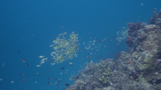 Underwater beauty showing a school of blue-striped snappers grouped together as they swim around a coral reef capturing a tropical deep sea environment