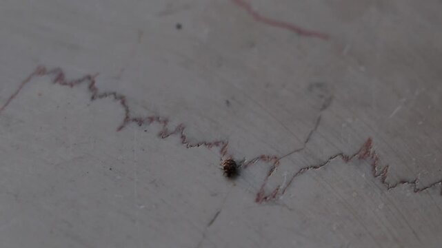 Tiny varied carpet beetle (Anthrenus verbasci) moving across a marble-textured surface.