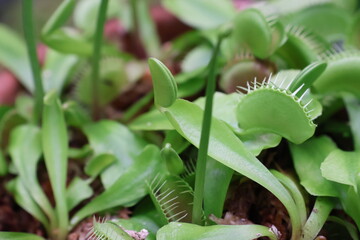 Venus flytraps are carnivorous plants © Mt. Cape