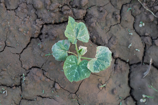 Top view of a young squash plant sapling on cracked, dry earth.