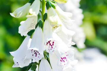 digitalis white or Common Foxglove, Digitalis purpurea or Plantaginaceae or Scrophulariaceae or  Digitalis purpurea Dalmatian White Spotted or white flower © jobrestful