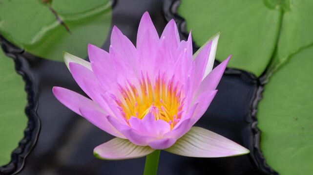 池に咲く睡蓮のクローズアップ イミュタビリス 4K   Nympheae immutabilis