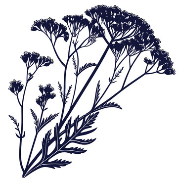 silhouette of statice limonium