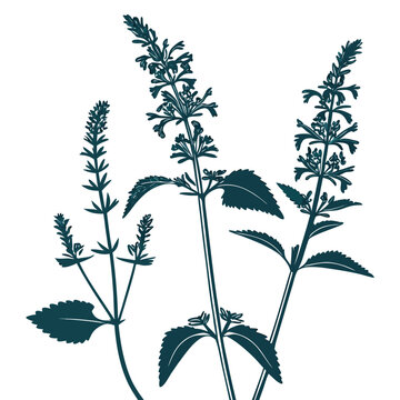 stachys sylvatica silhouette