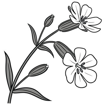 silene vulgaris vector isolated