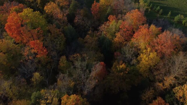 Aerial shot during autumn foliage with colorful fall leaves on the trees, over Caledon, a rural agricultural area in Ontario, Canada.