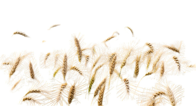 Several wheat stalks and seeds scattered across a black space on transparent background high-quality professional