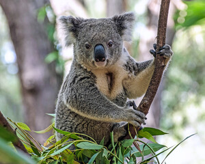 Obraz premium koala in tree