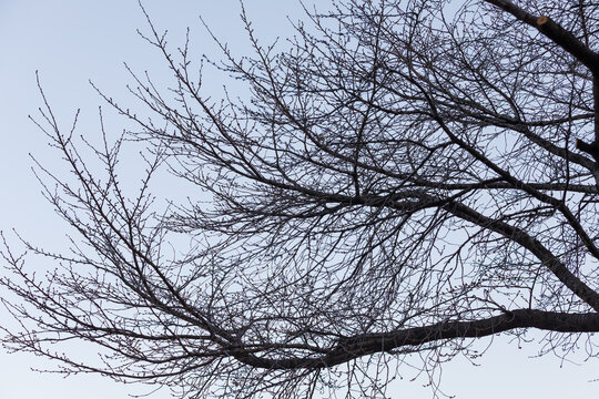 Bare Tree Branches With Early Spring Buds Against the Sky
