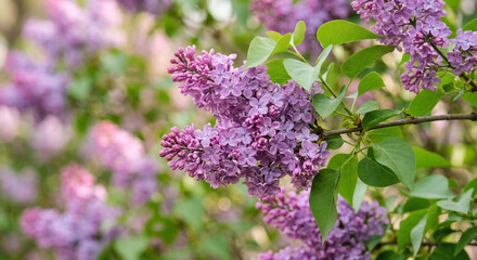 Obraz premium Blooming lilac branch with delicate purple flowers, close-up, soft natural light, spring background, fresh floral texture