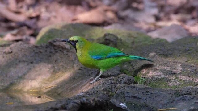 The Blue-winged Leafbird is a bird with beautiful colors that blend in with the leaves.